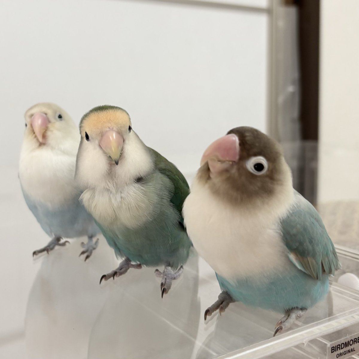 しろやぎ tweet media