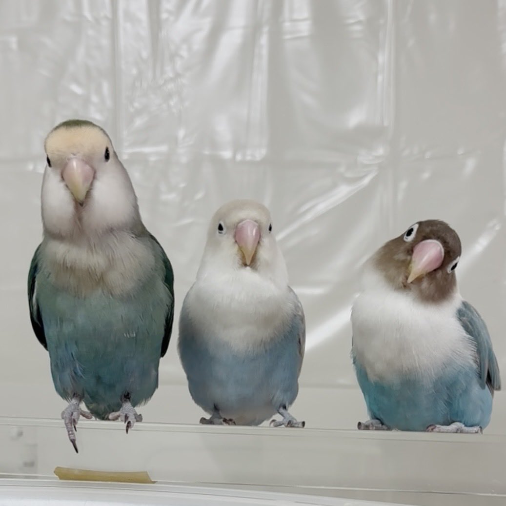 しろやぎ tweet media