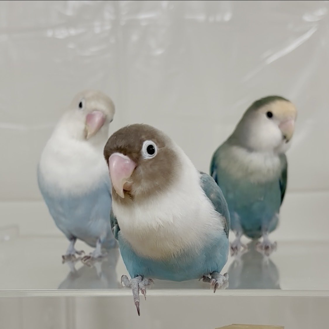 しろやぎ tweet media