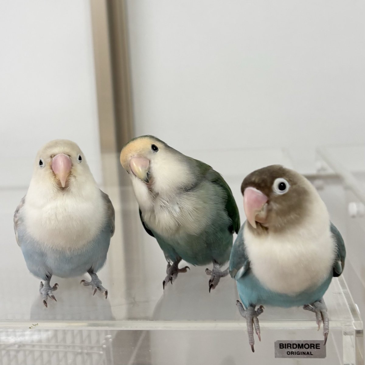 しろやぎ tweet media