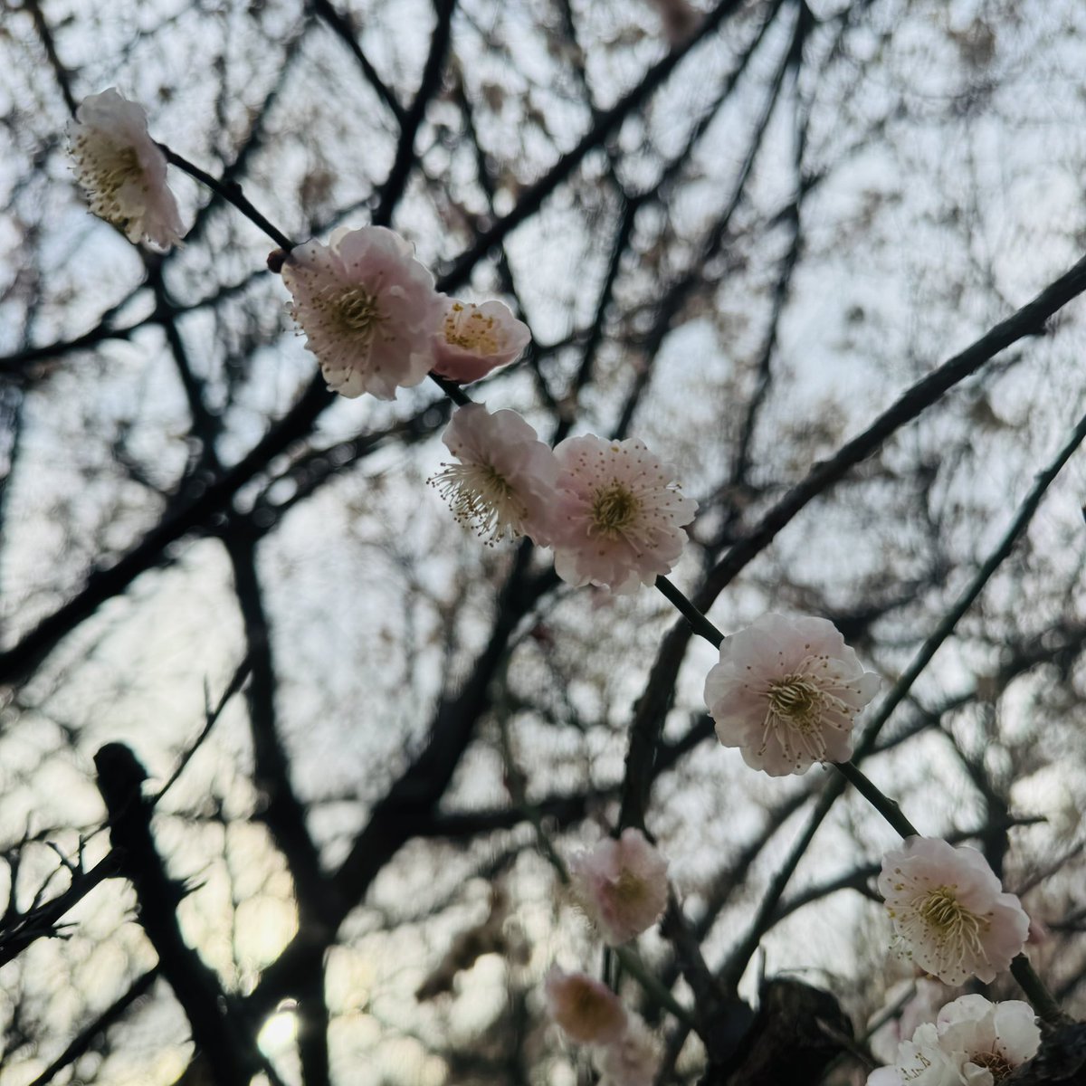 春の兆しを見つけたよ🥰串団子に見えちゃう私🤣