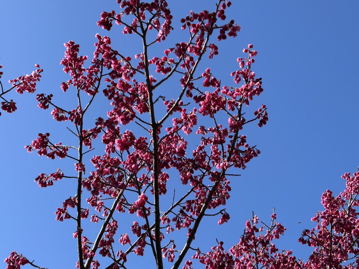 寒緋桜もまだ見頃です。花持ちがよいですね。

#あぐりパーク嵯峨山苑 #菜花まつり