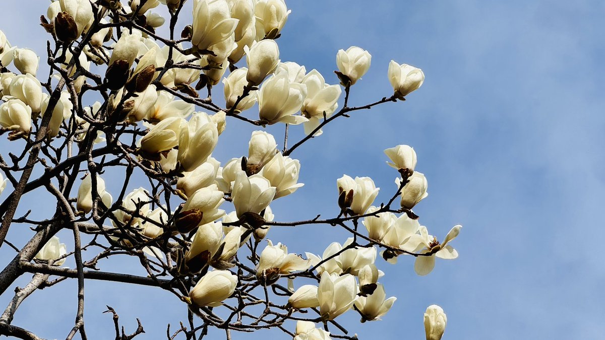 なんか凄い派手な花が咲いてた
ハクモクレンらしい
昨日は蕾だった気がするけど晴れてきたからかな