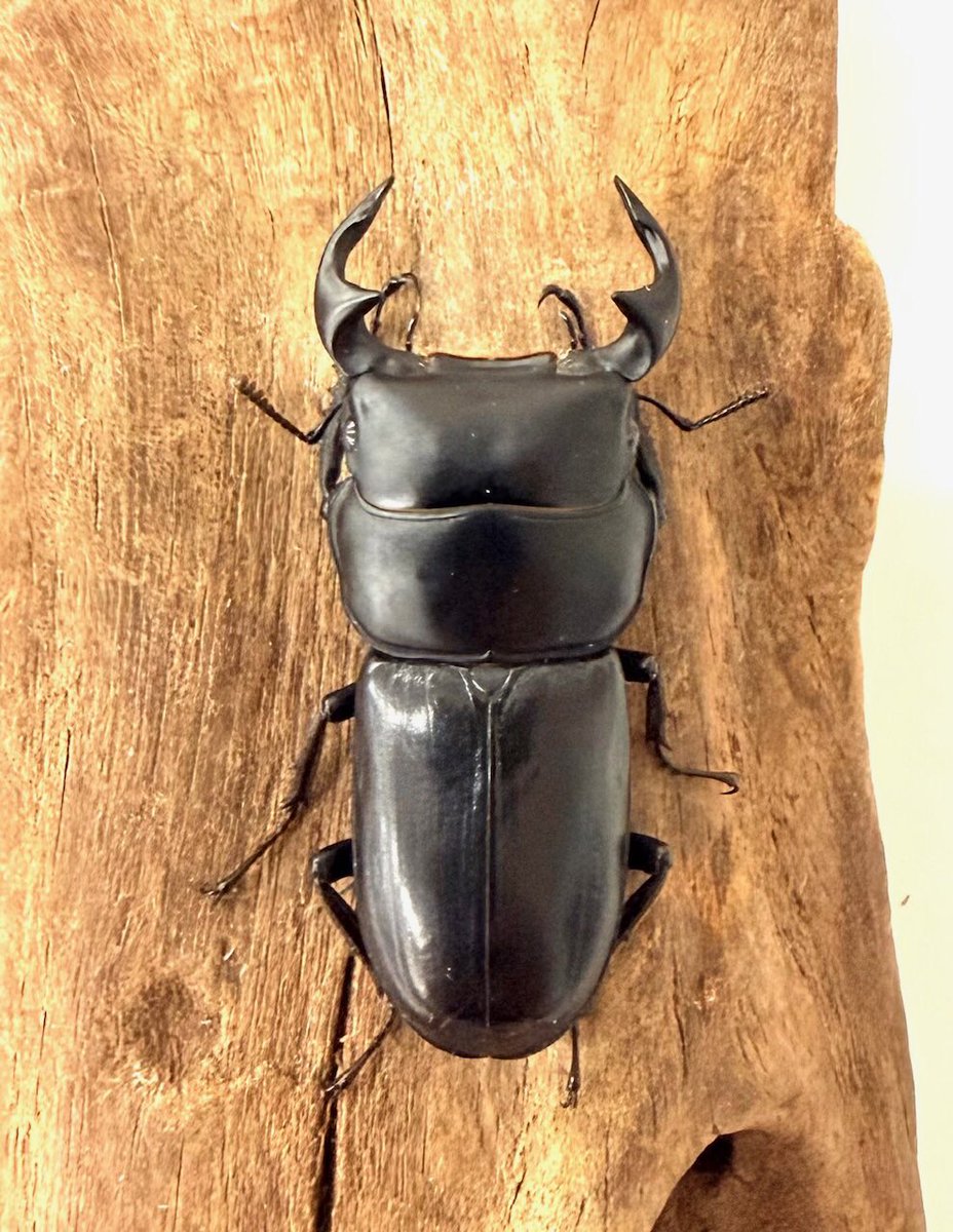 ヤクシャオオクワガタ（ツノボソオオクワガタ）トリオ タイリクツノボソオオクワガタ飼育記 : オオカブトの部屋