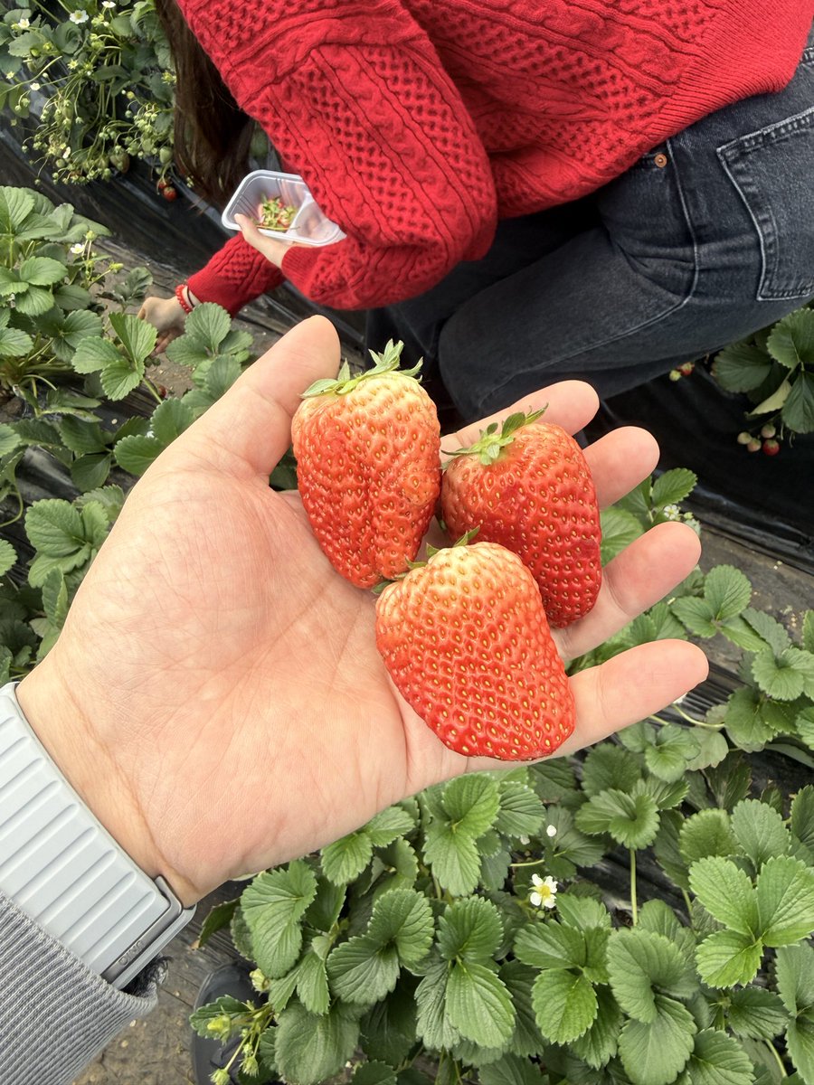 いちご狩り🤙