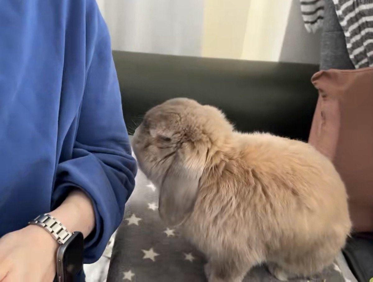 たれみみちゃんねる【うさぎ部屋】 (@taremimi_ch) / Posts / X