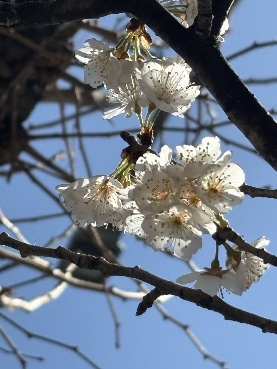木村健太郎さんの作品も桜も鬱屈した気分を一掃してくれるよう

木村健太郎(<a href="/kenta90/">けんたろう窯 木村健太郎 pottery artist</a>) 陶板展《風に流されたっていいじゃない》

あと2日

-3月8日（日）
12:00-19:00 日曜17:00まで 

#陶板　#陶器 #けんたろう窯