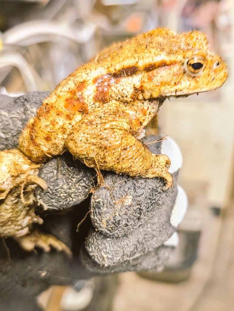 爬虫類・両生類専門店レプティリカス (@19801970) / Posts / X