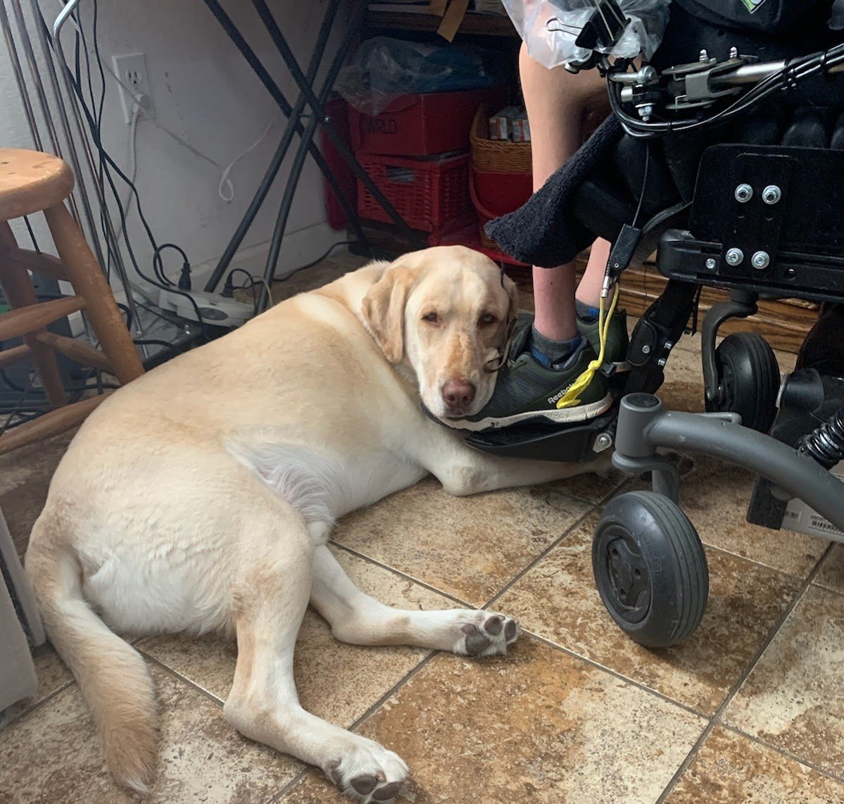 David Bekhour tweet media