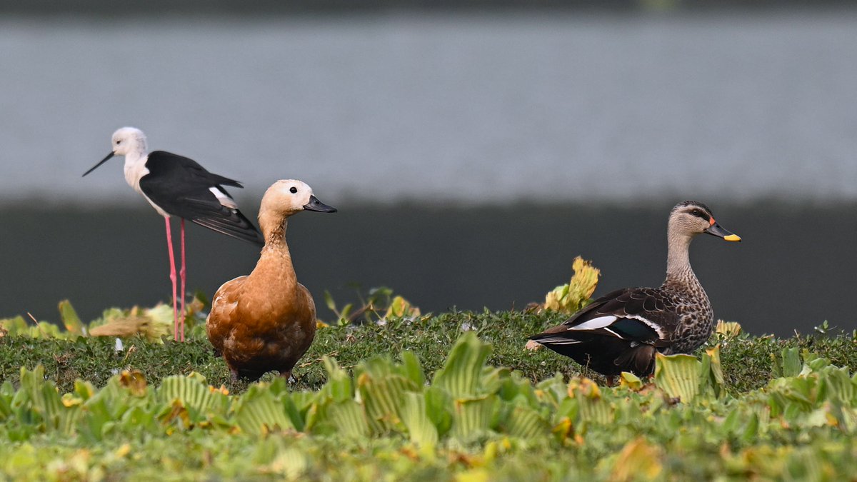 Dr.Rumbo! tweet media