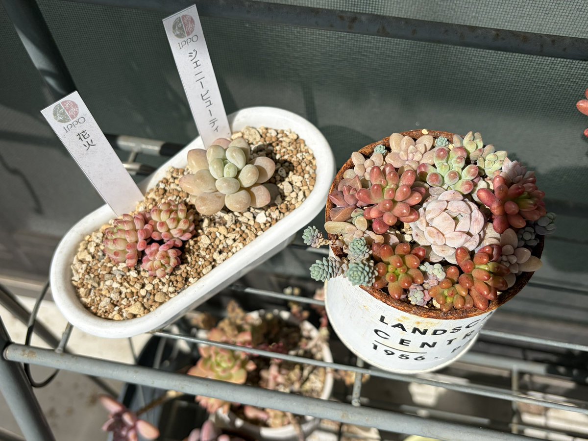 おくだ tweet media