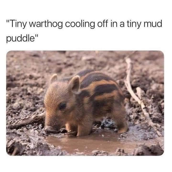 WholesomeMeme tweet picture
