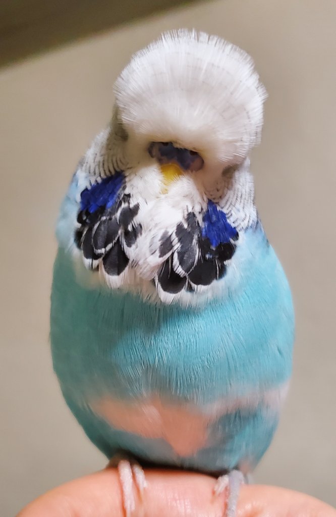 ぺーちゃん tweet media