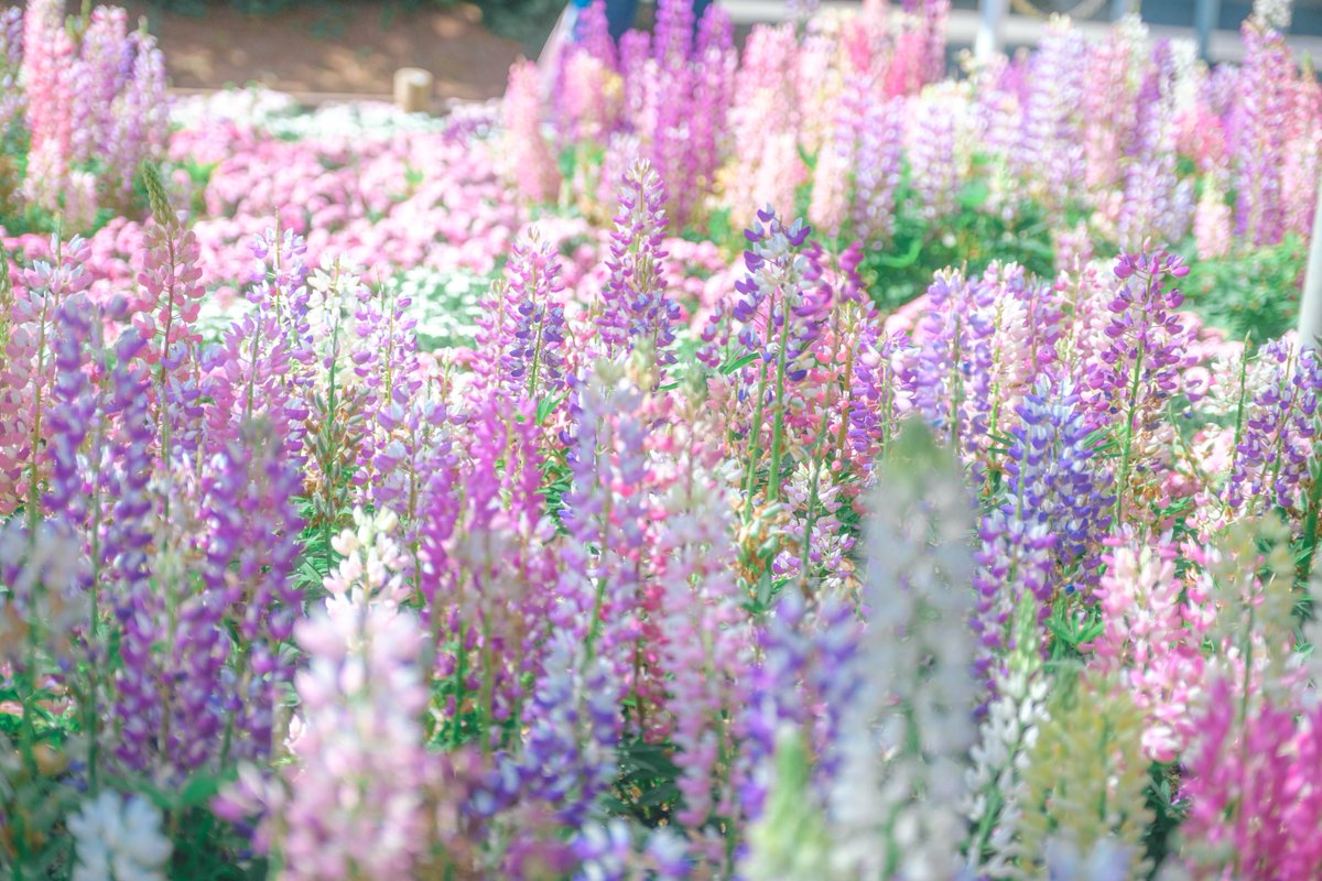 紡季｜tsumugi 書籍発売中 tweet media