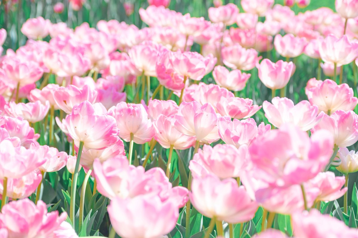 紡季｜tsumugi 書籍発売中 tweet media