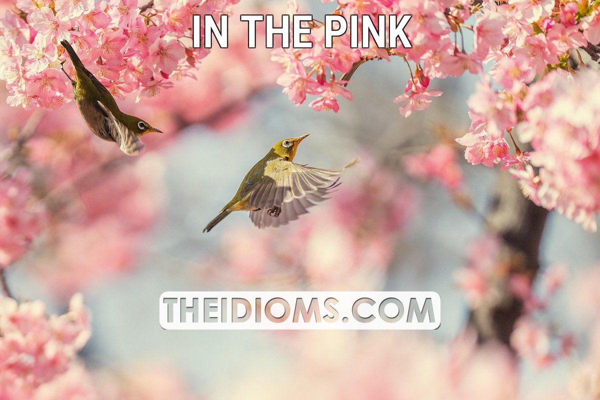 theidioms's tweet image. IN THE PINK: Meaning: in very good health.

 Read more: theidioms.com/in-the-pink/

 #inthepink #idioms #englishidioms #idiomsandphrases #phrasalverbs #dailyenglish #commonphrases #sayings #slang #proverbs #englishgrammar #vocabulary #englishvocabulary… theidioms.com