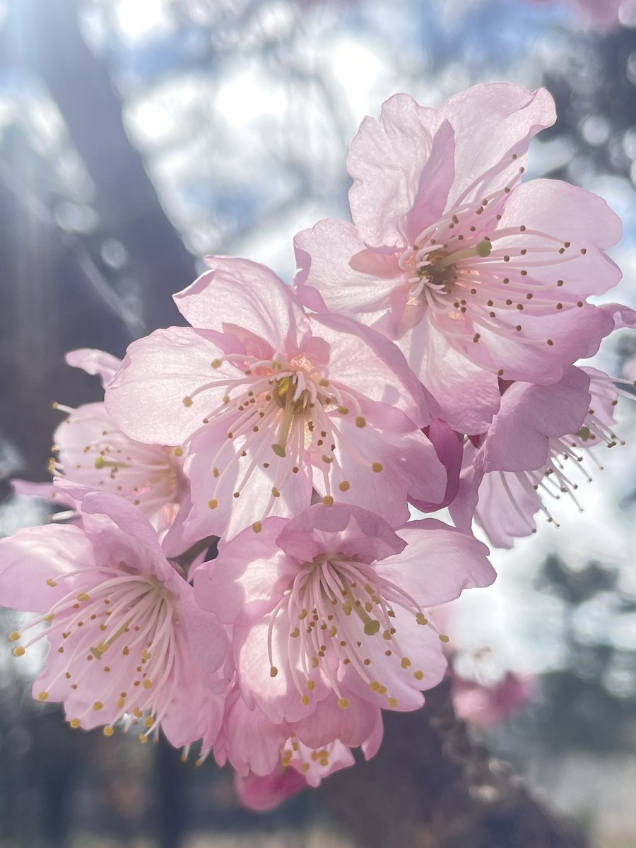 Makoto Tsunekawa tweet media