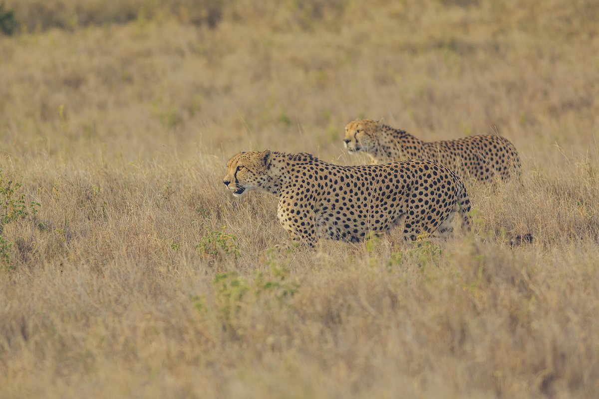 Lewa Wildlife Conservancy tweet media