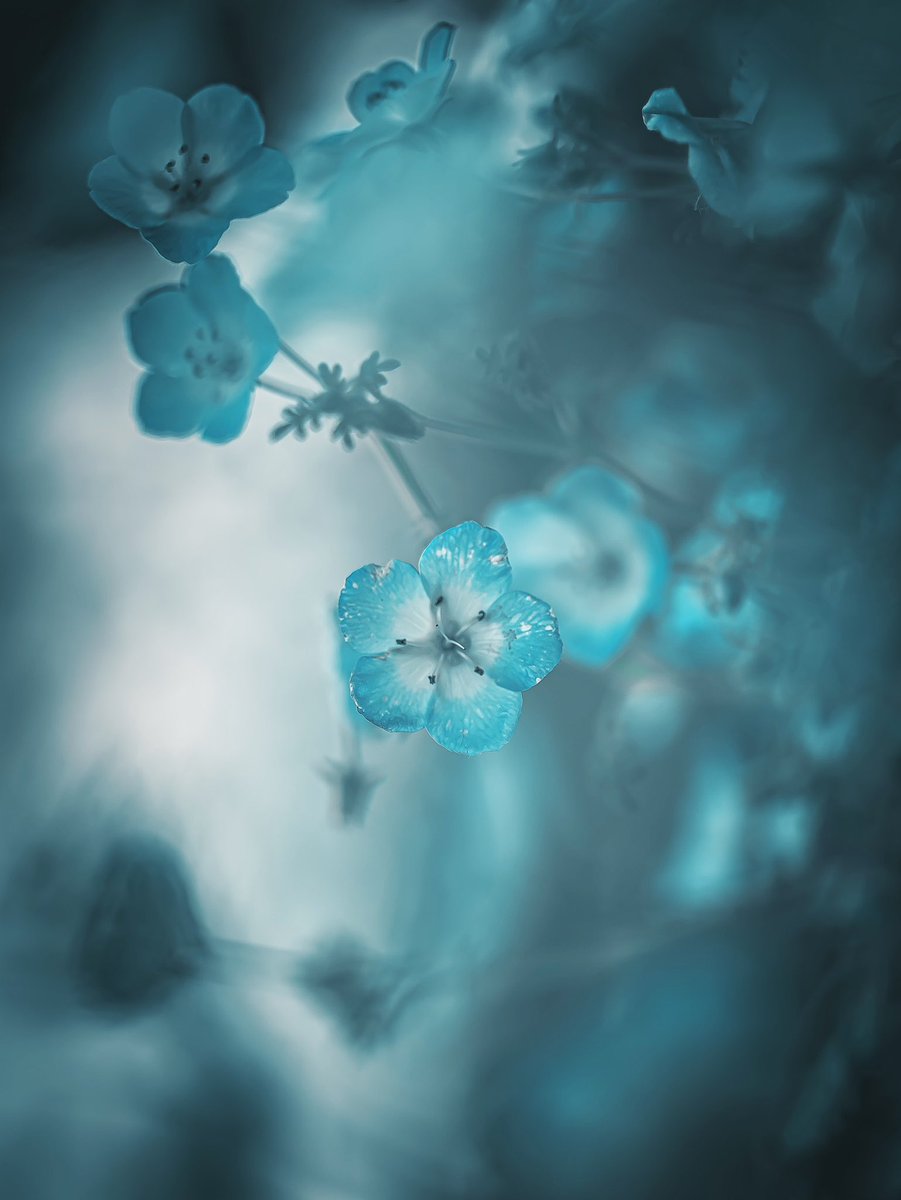 noco3n_com's tweet photo. 私が愛したネモフィラ「幻想」花世界。 https://t.co/YNYLnUdBIF