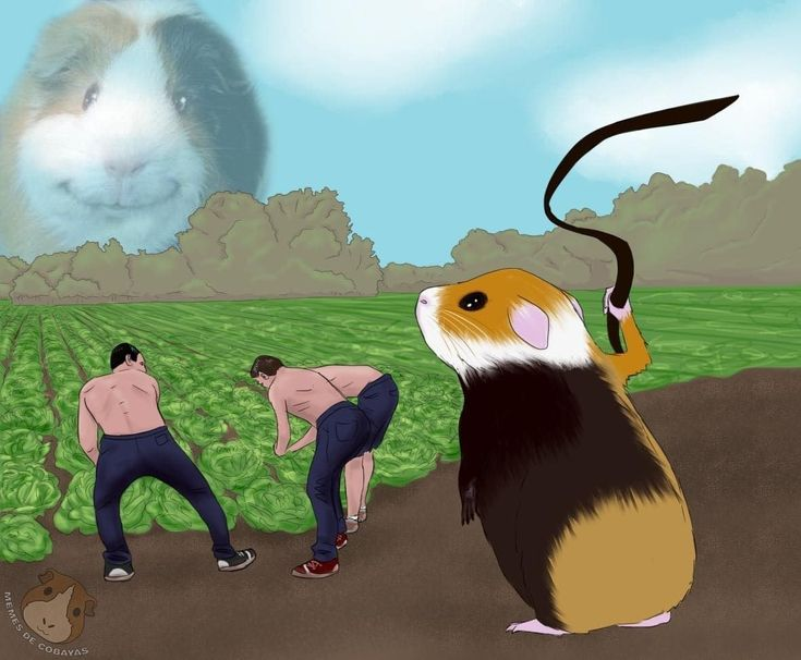 Who the FUCK is putting guinea pig slavery artwork on my timeline