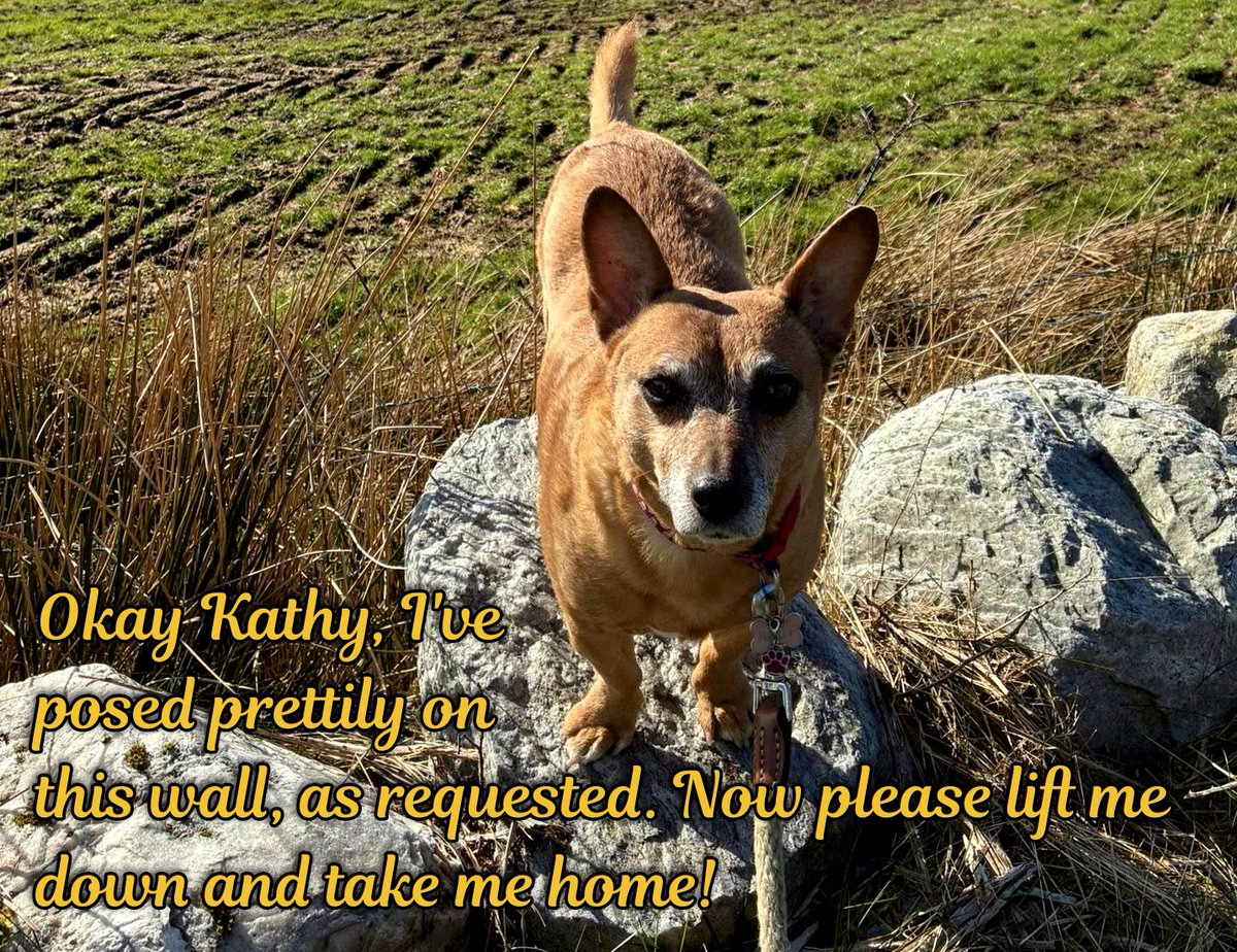 welovedonegal's tweet image. #RubyBeag #dogs #Donegal .