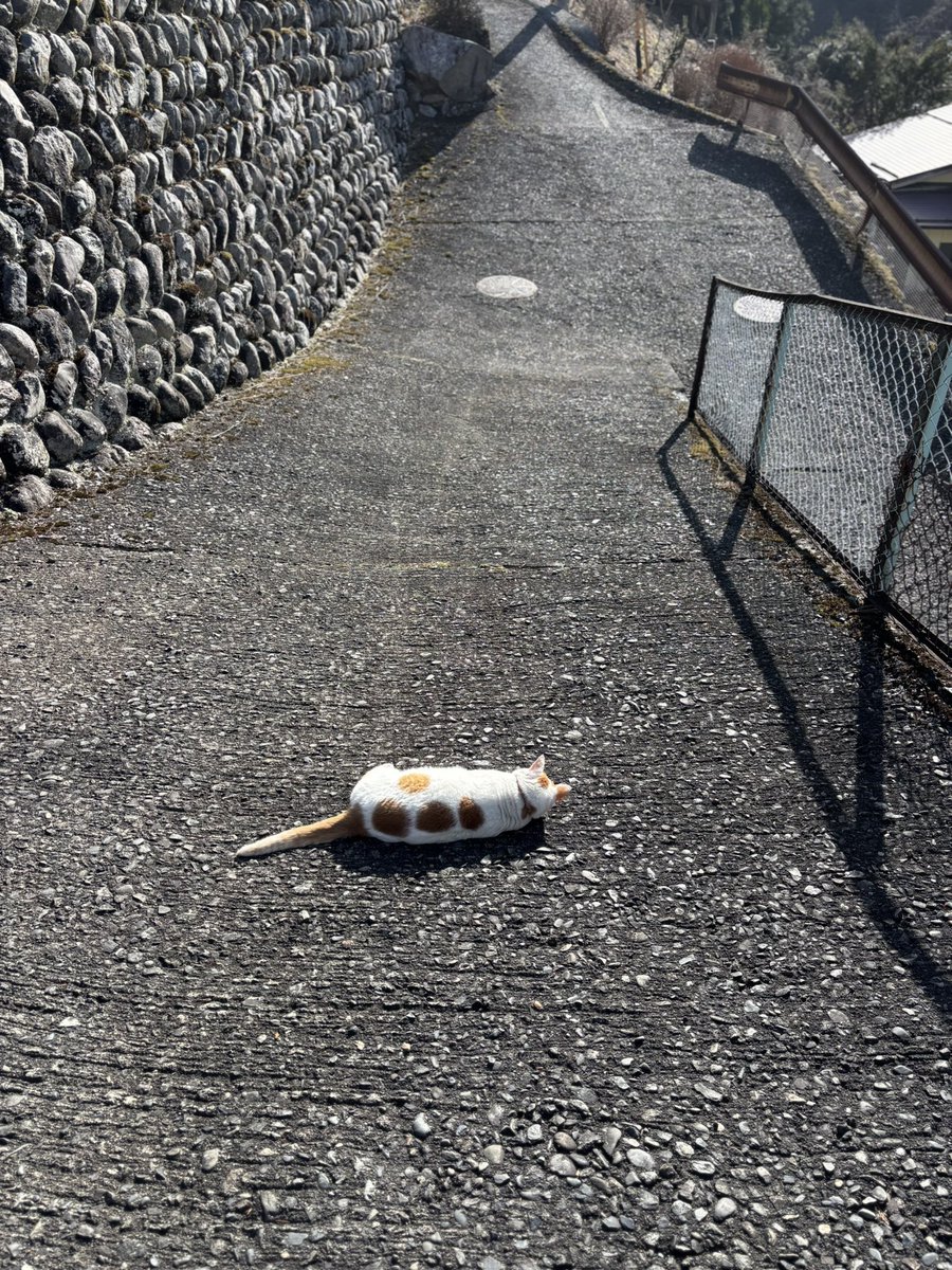 さんぽ日和。団子っぽい猫落ちてる