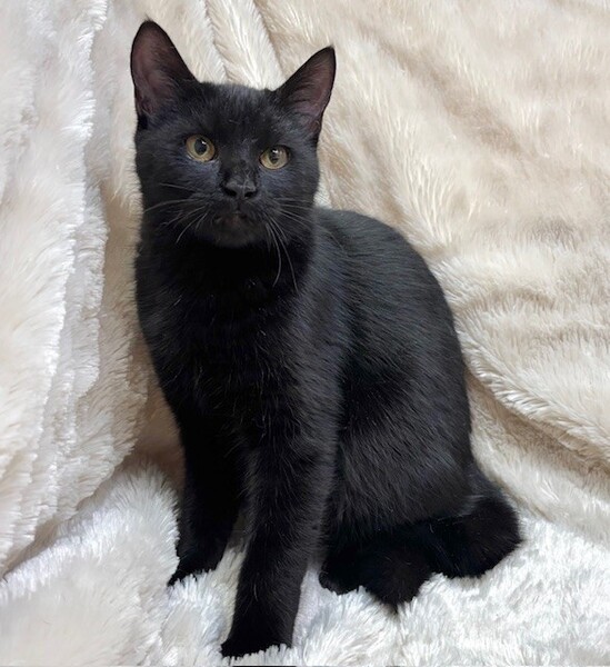 しあわせにゃんこ (@shiawasenyan_22) / Posts / X