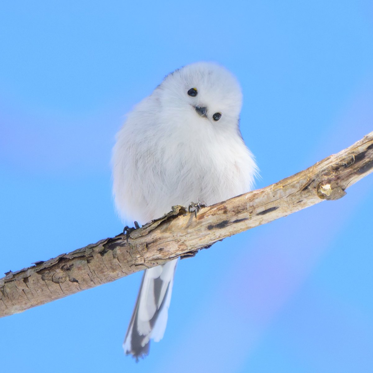 やっぱり可愛いなぁ😁シマエナガ
⁡
#シマエナガ