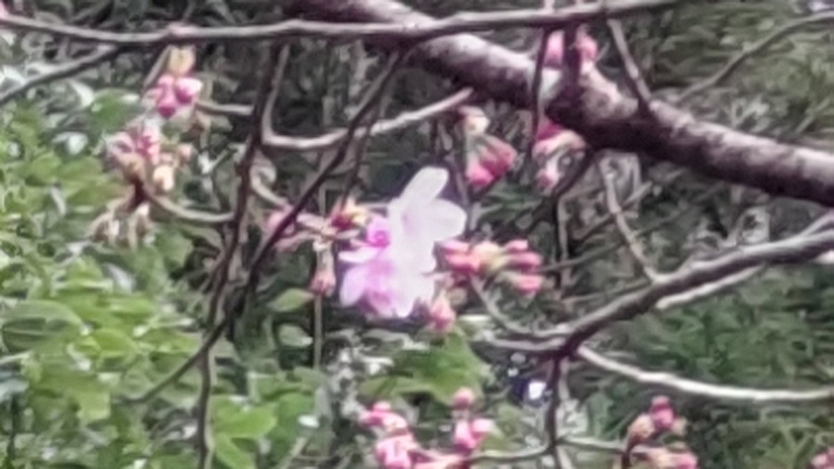 ginnoichi's tweet photo. 早咲きの
桜さきました🌸 https://t.co/YduGLoZYVd