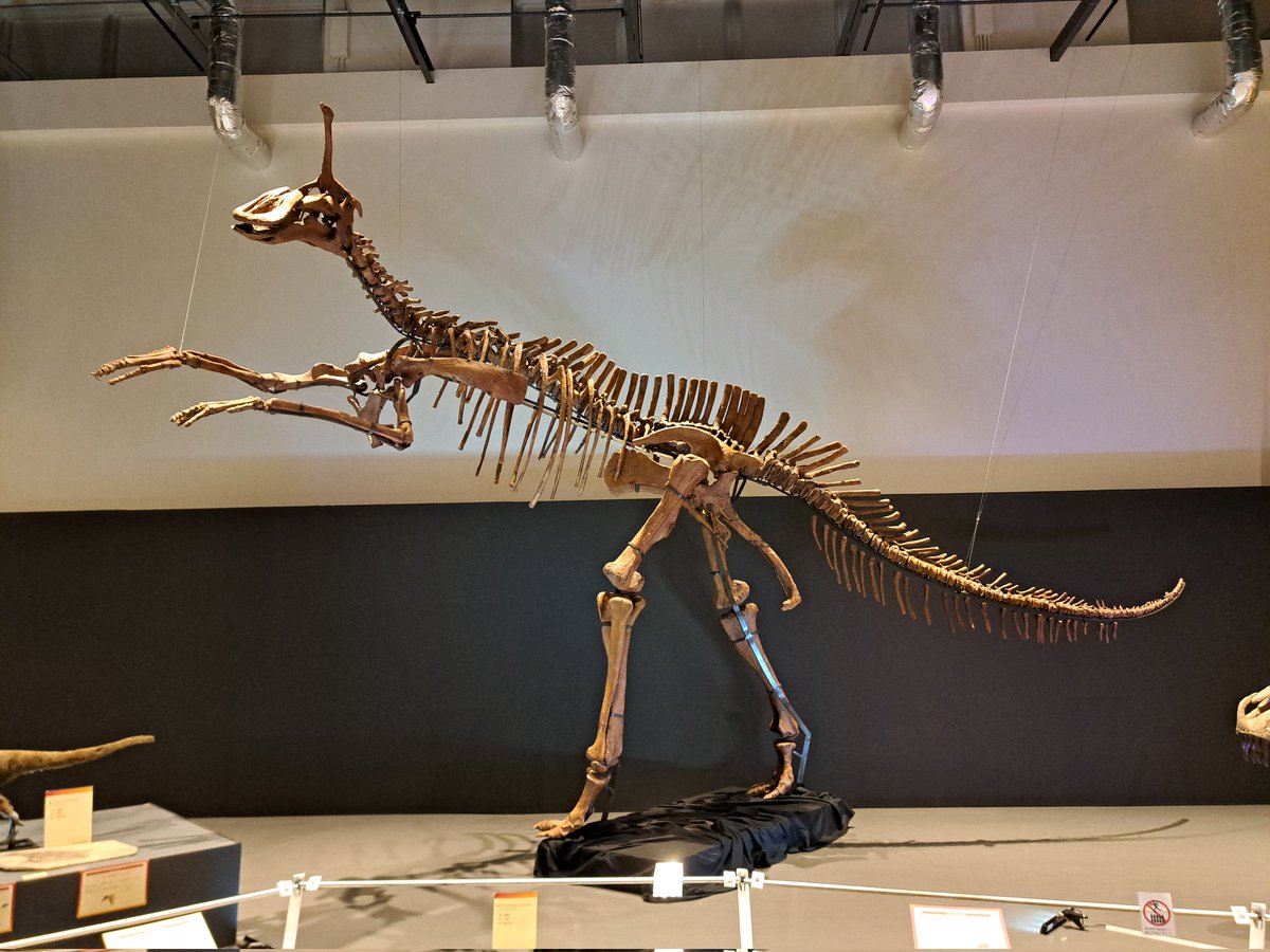 恐竜大陸展 チンタオサウルスの背が高くて頭骨がどうなっているか