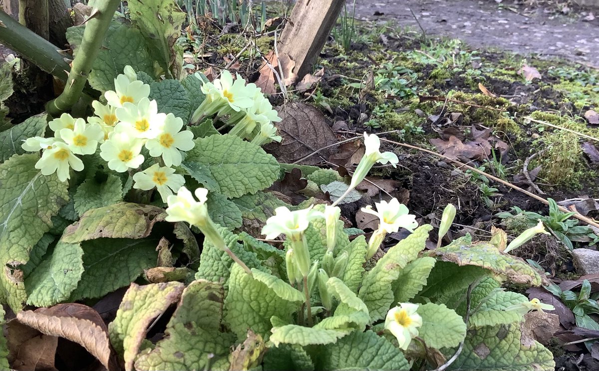 Anne O'Brien tweet media