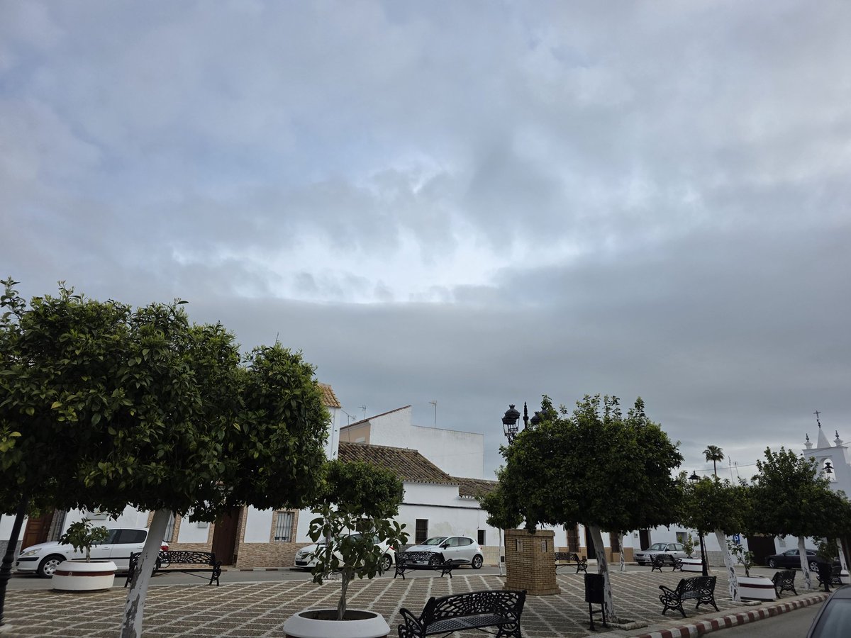 PEDROLRM's tweet photo. @agropopular Buenos y muy nublados días desde Alcolea del Río (Sevilla) con una temperatura de 9° C y una máxima prevista de 18° C, la respuesta a la pregunta formulada en el concurso de hoy es "ACEITUNA NEGRA DE MESA" buen fin de semana para todos los Agropopuleros. #AgropopularFloración https://t.co/IAclpZlyyl