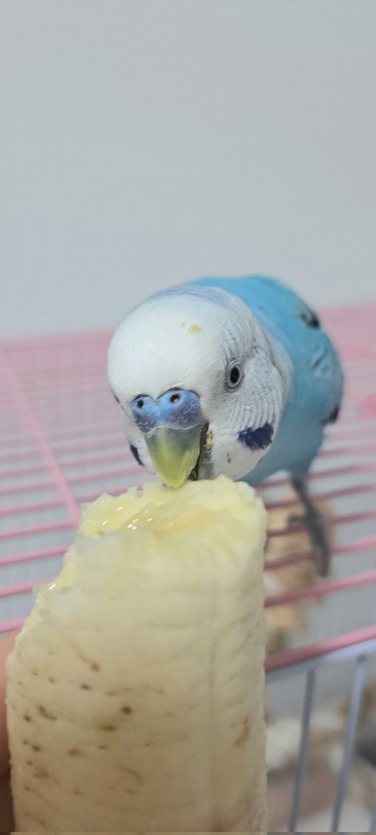 komosuke tweet media