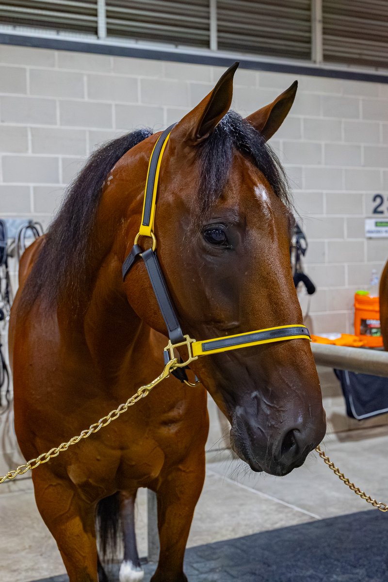 ClubMenangle's tweet photo. Swayzee is in the Race Night Stables.โจ
#clubmenangle #tabcarnivalofmiracles #feelthemagic | @HRNSW_Harness @GrimsonJason https://t.co/8ZtjYnyKVS