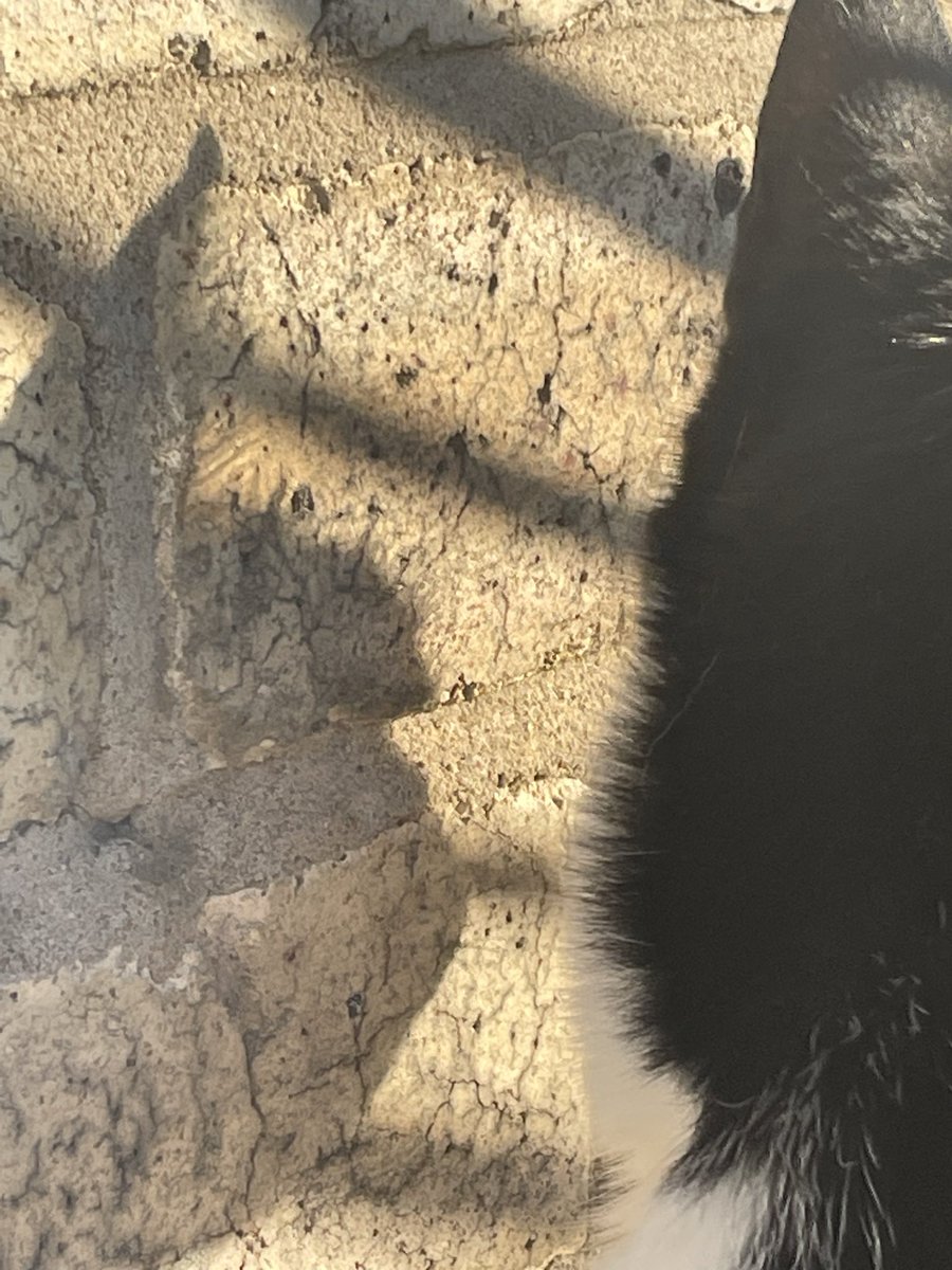 northumbriancat's tweet photo. Guess who this is! 🐾🐈‍⬛ #nophotosplease #celebrity #Caturday https://t.co/0t3vJwmPC9
