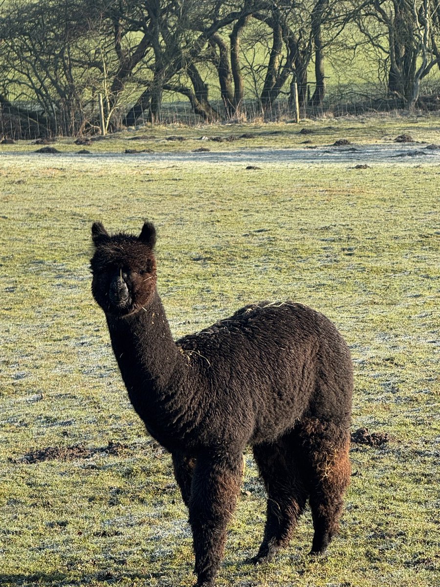 Sharp frost quickly disappears as the sun comes up Happy Saturday