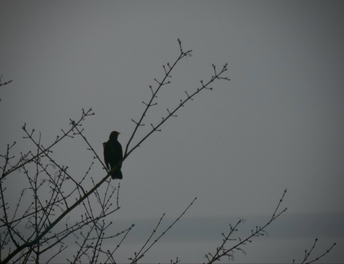 Ian George tweet media