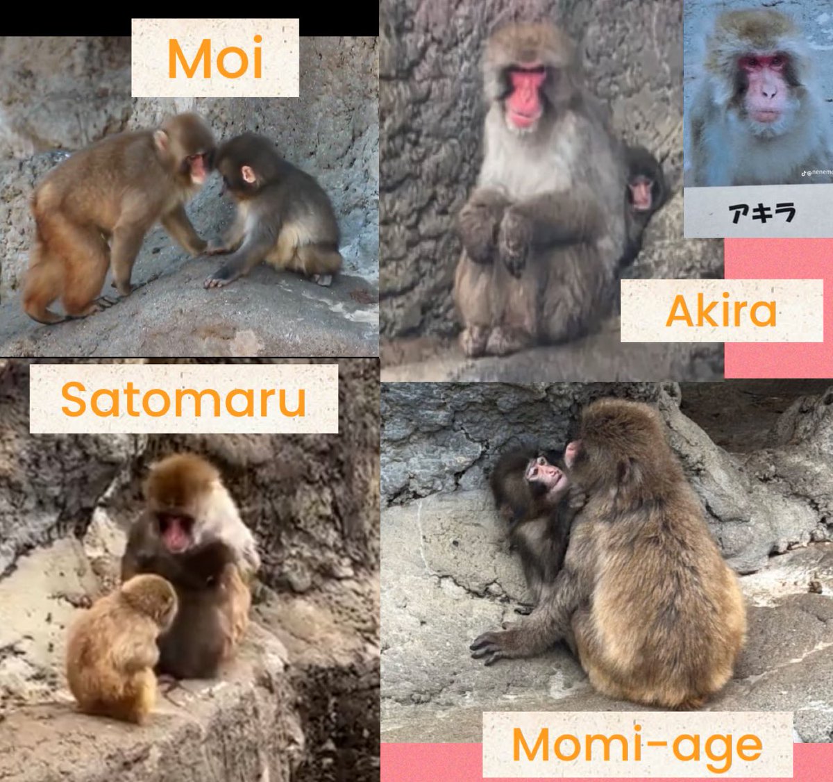 สรุปตัวละครลิงในสวนสัตว์อิชิกาวะกันค่ะ

1. 🐒โม่ยจัง พี่สาวแสนดีที่คอยดูแลพั๊นจิคุง มีคนบอกว่า โกะจังไม่มีจริง แหม่ ใครแต่งเรื่องเป็นตุเป็นตะเรื่องละครสัตว์ต่างๆ นานา เราก็เชื่อและอินมากค่ะ 🤦🏻‍♀️🥰

2. 🐒 อากิระ ลุงตัวแสบในฝูง ชอบใช้ความรุนแรง กัดน้องพั๊นจิคุง นายคือ