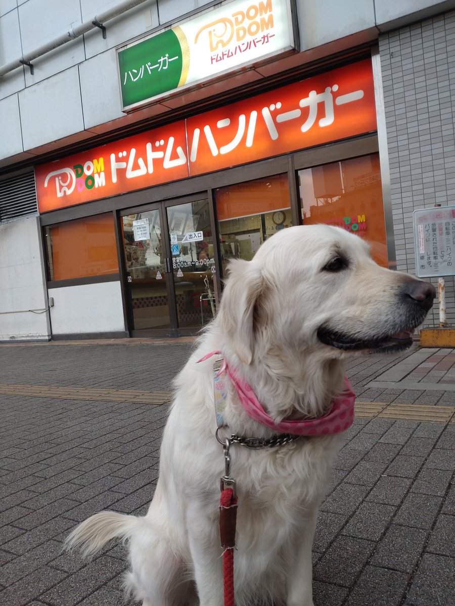 奈良県にドムドムハンバーガー来るのかっ！
行ってみたいな！
※写真は深井店
#ドムドムハンバーガー
