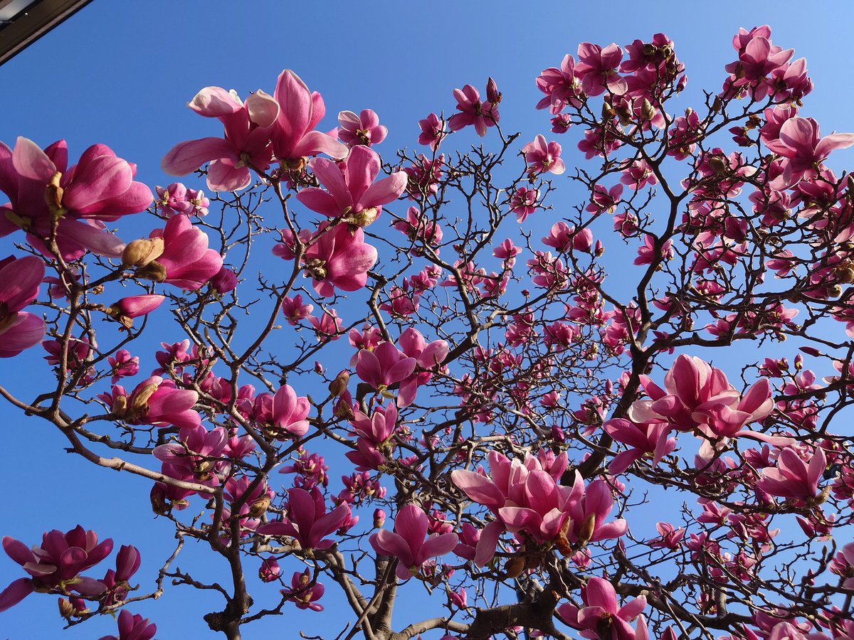 Balalaika_FF14ifrit鯖 tweet media