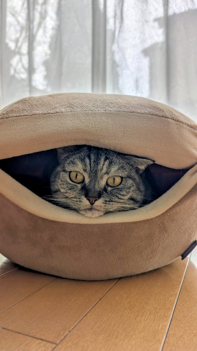 ねこさん⚡(ΦωΦ) (@catnap707) / Posts / X