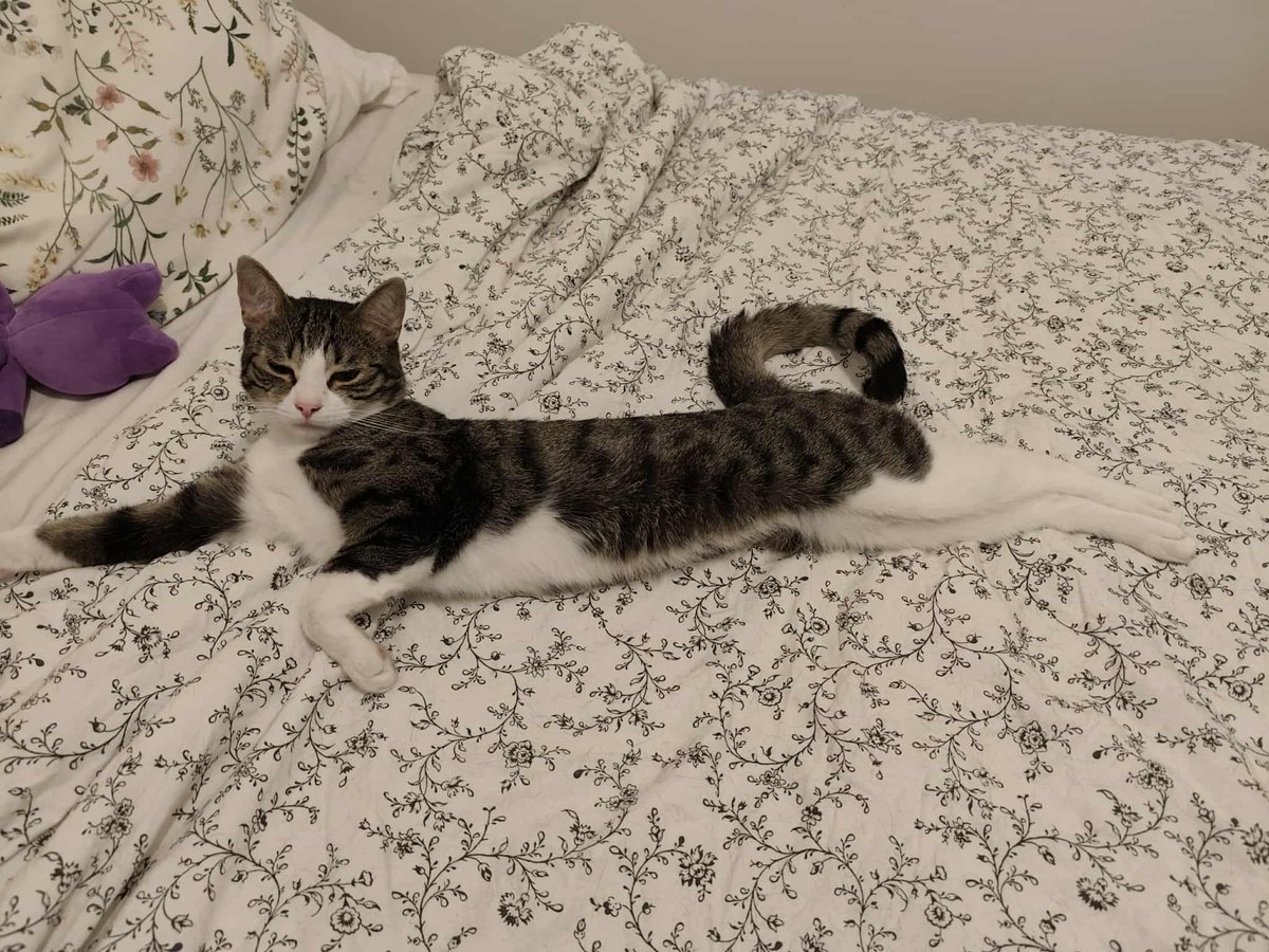 Shinji Inu tweet media