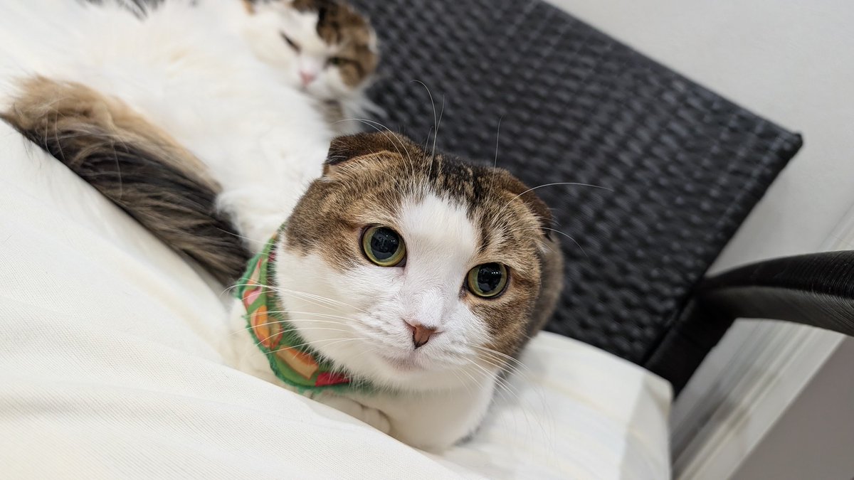 大幅に割引 CAT DIGITAL PET Nyanchi にゃんち ⚠️動作未確認 【公式