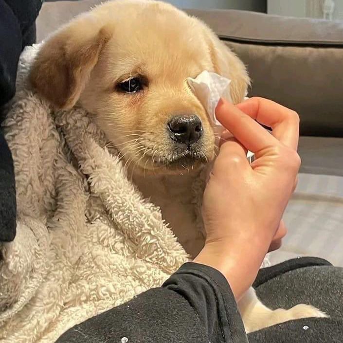 ม๋าอ้วนตอนร้องไห้ค่ดน่าเอ้นดุ แร้วคัยจาไม่รักมาน