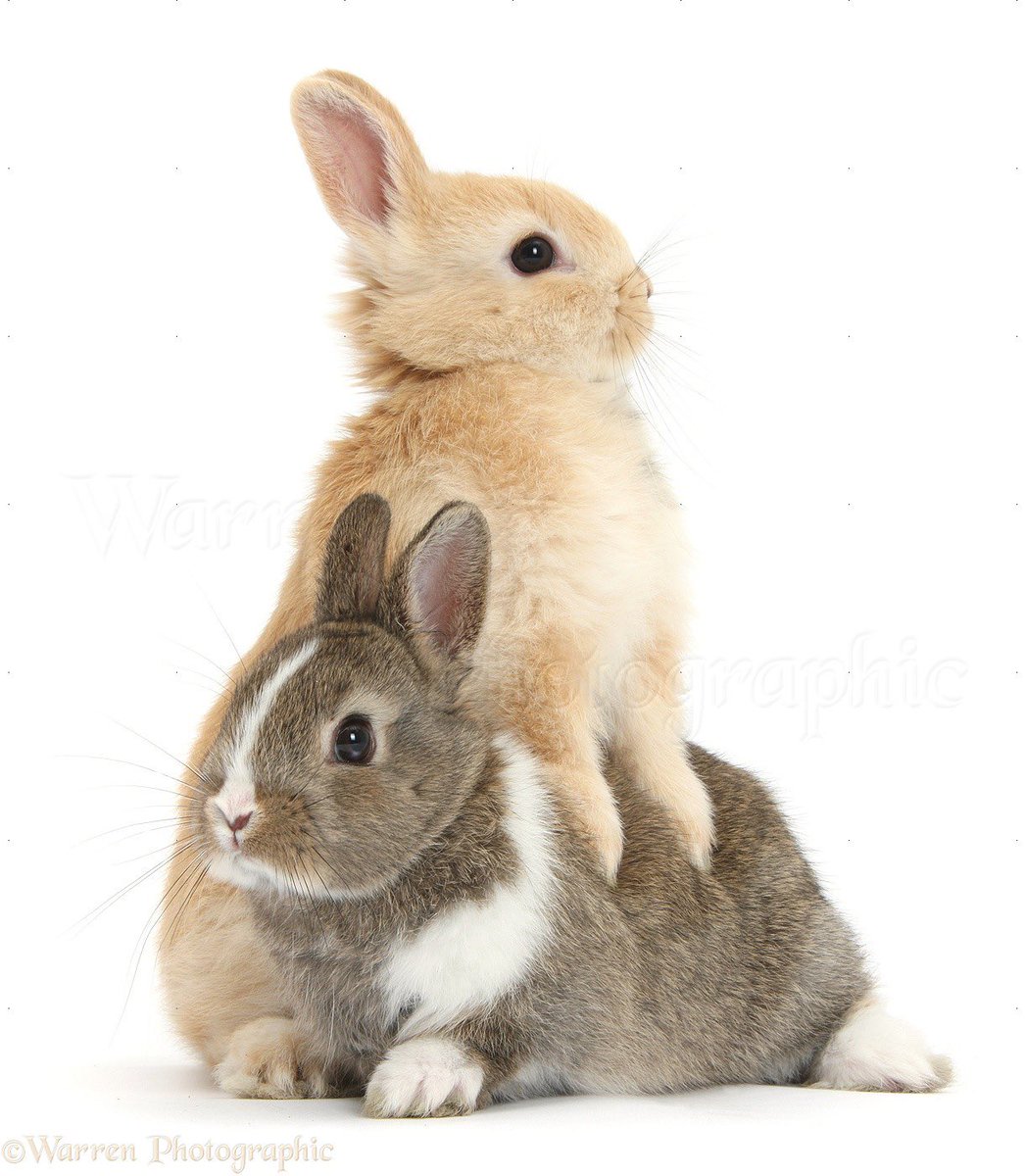 popular (@popularrabbit) on X