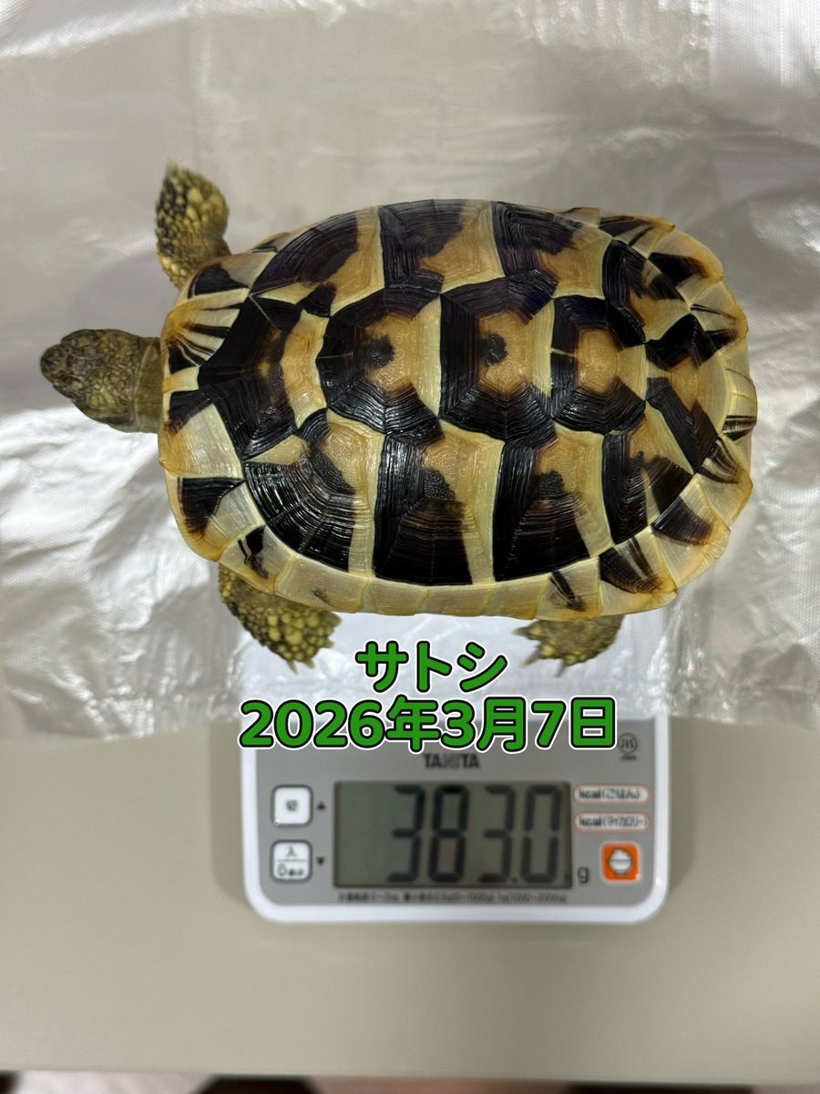 TSatoshi31207's tweet photo. 🐢🐢リクガメ体重測定 https://t.co/0dDKNGD7BB