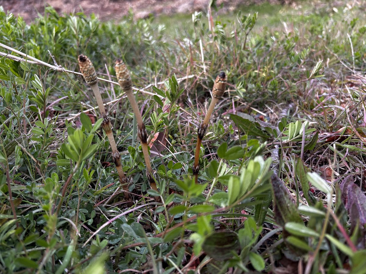 つくし𖤣𖥧𖥣｡𖥧𖧧

春が近い😊