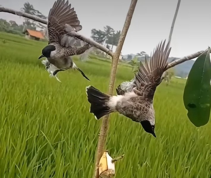সব সময় বিশ্বাসঘাতকদের থেকে দূরে থাকবেন…!