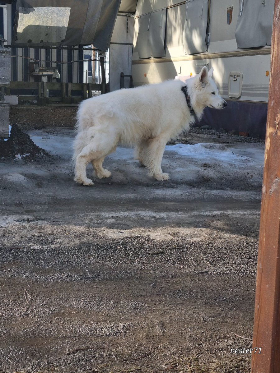 vester71 tweet media