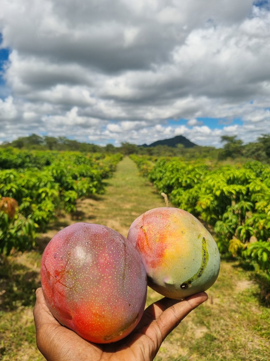 Mr.BumbleBee tweet media